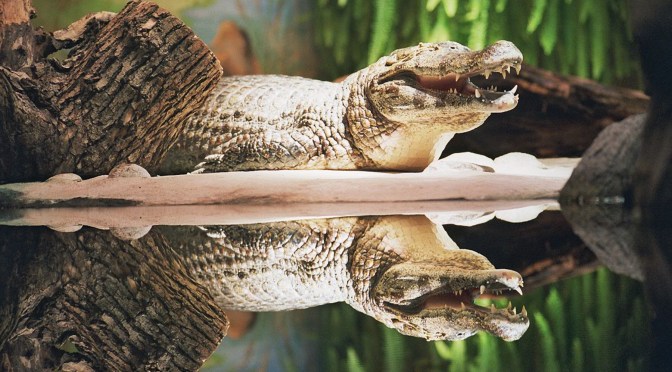 Se avessi saputo…non lo avrei fatto.