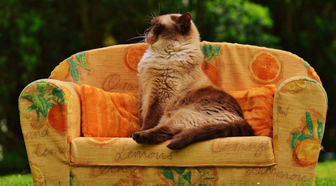 La goccia che fa traboccare…il vaso.